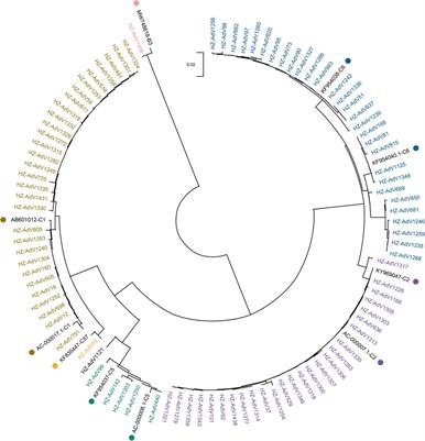 Molecular epidemiology and phylogenetic analyses of human adenovirus in pediatric patients with acute respiratory infections from Hangzhou during COVID-19 pandemic